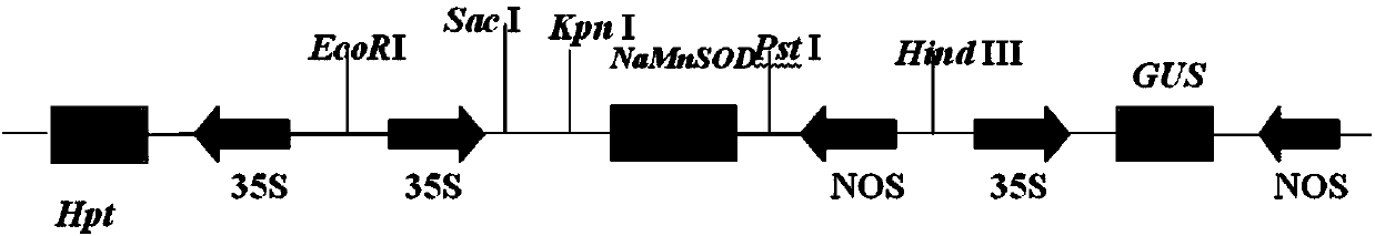 Natrinema altunense sp. NaSOD gene transferred in tobacco