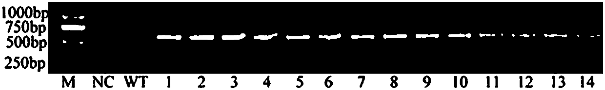 Natrinema altunense sp. NaSOD gene transferred in tobacco