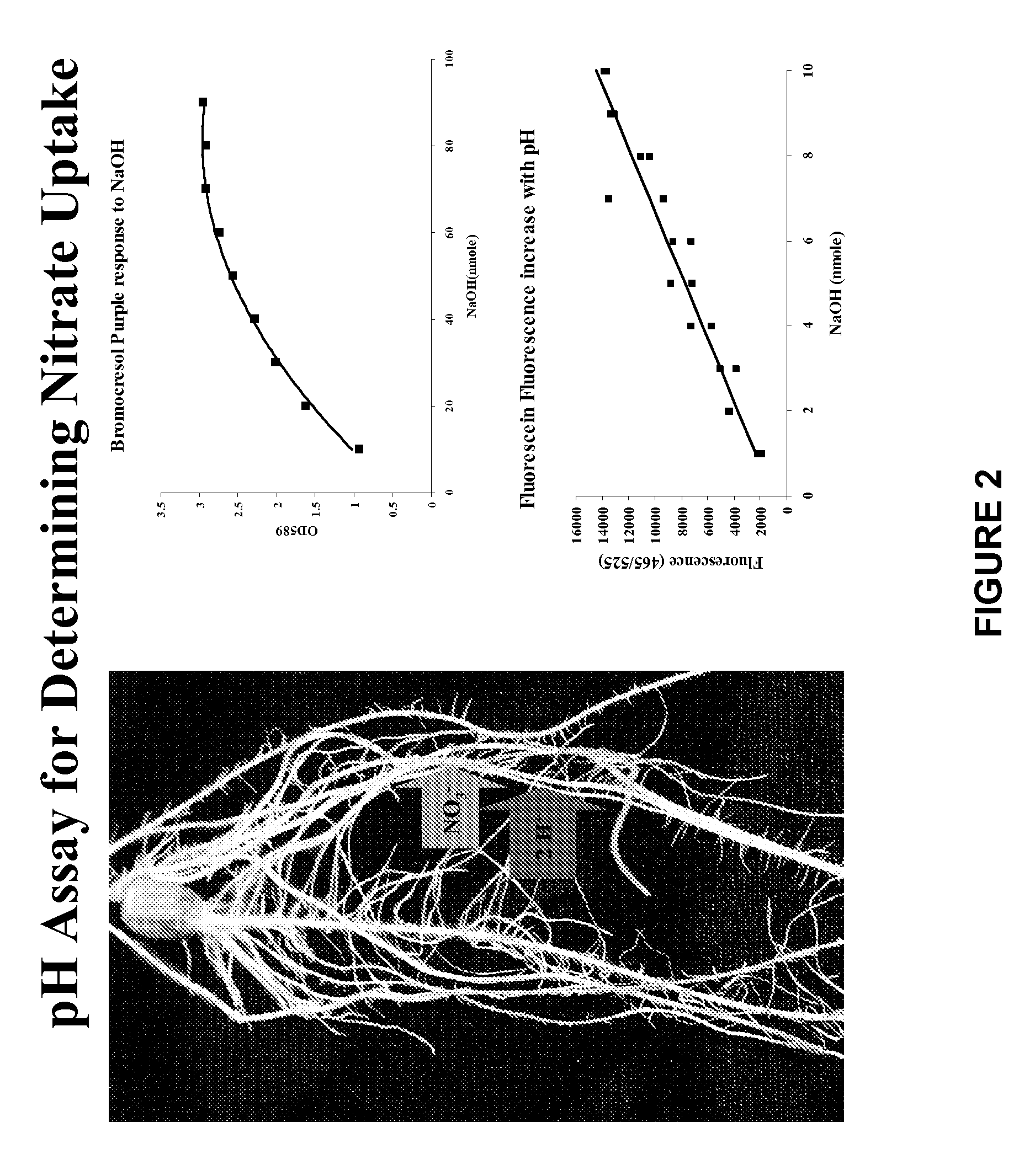 Methods and Assays for the Detection of Nitrogen Uptake by a Plant and Uses Thereof