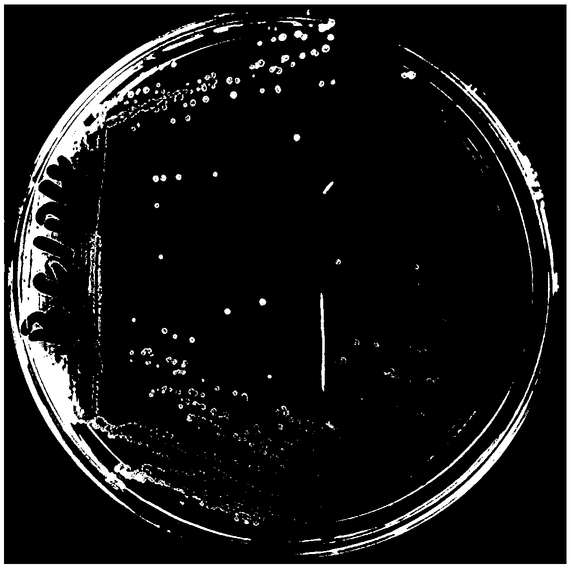 A kind of bacillus arborii and its bacterial agent, preparation method and application