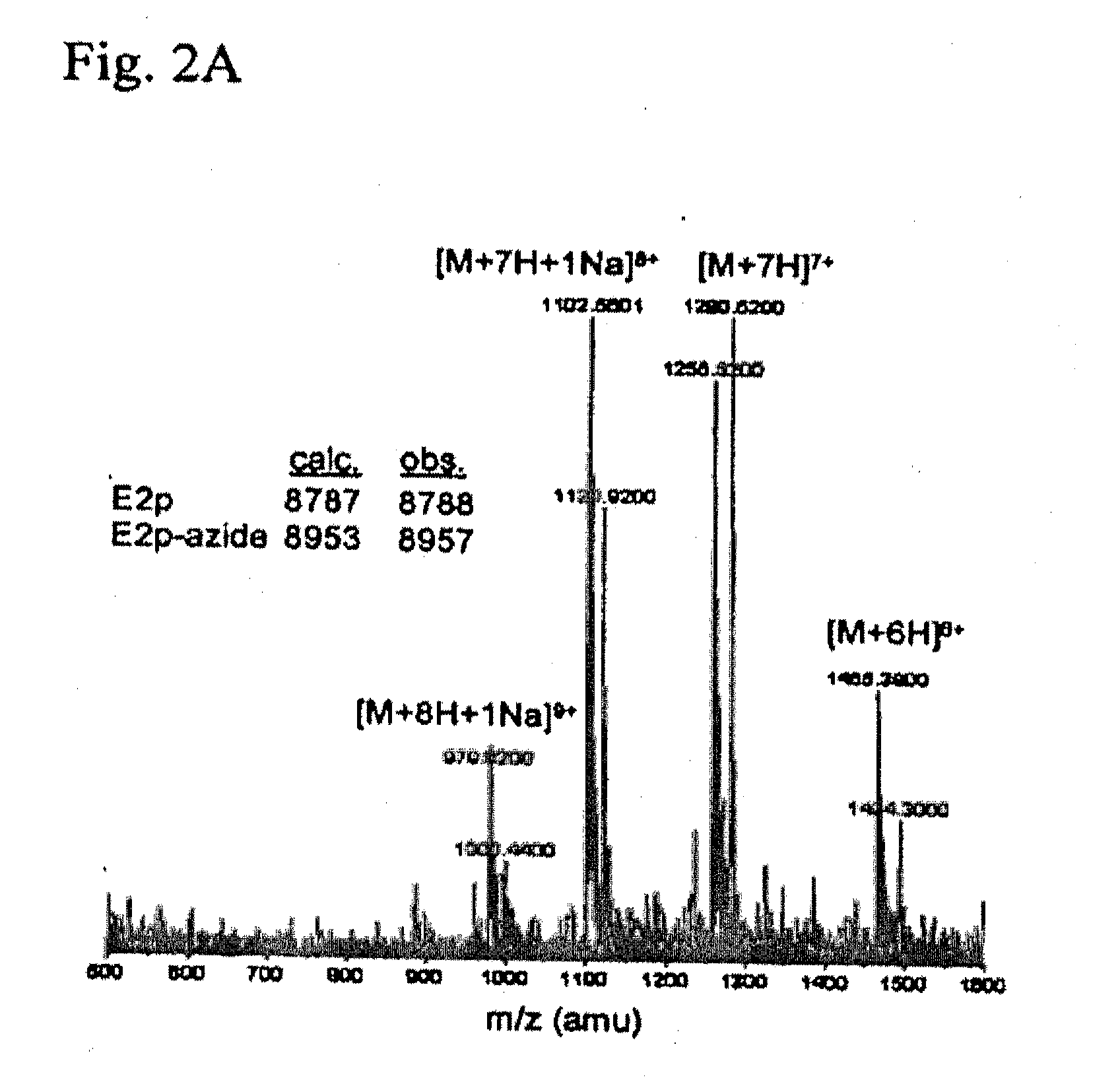 Methods and compositions for protein labeling using lipoic acid ligases