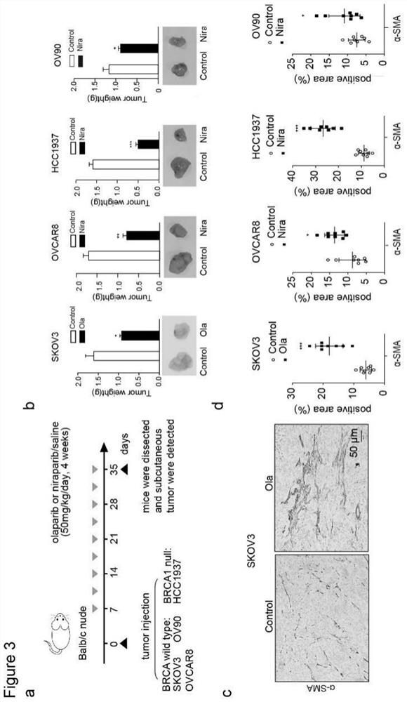 Marker for cancer cell drug resistance, preparation composition for reversing cancer cell drug resistance and application of preparation composition