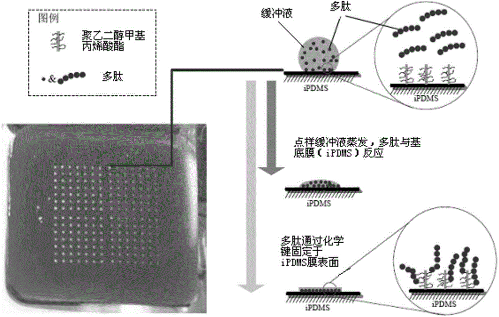 Polypeptide, detection device containing polypeptide, and detection kit containing polypeptide