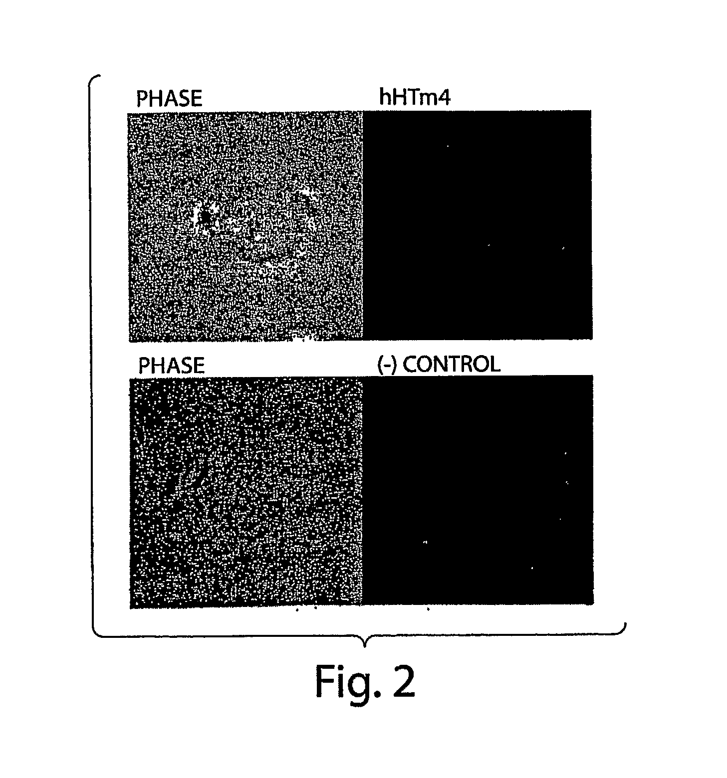 Granulocyte Subtype-Selective Receptors And Ion Channels And Uses Thereof
