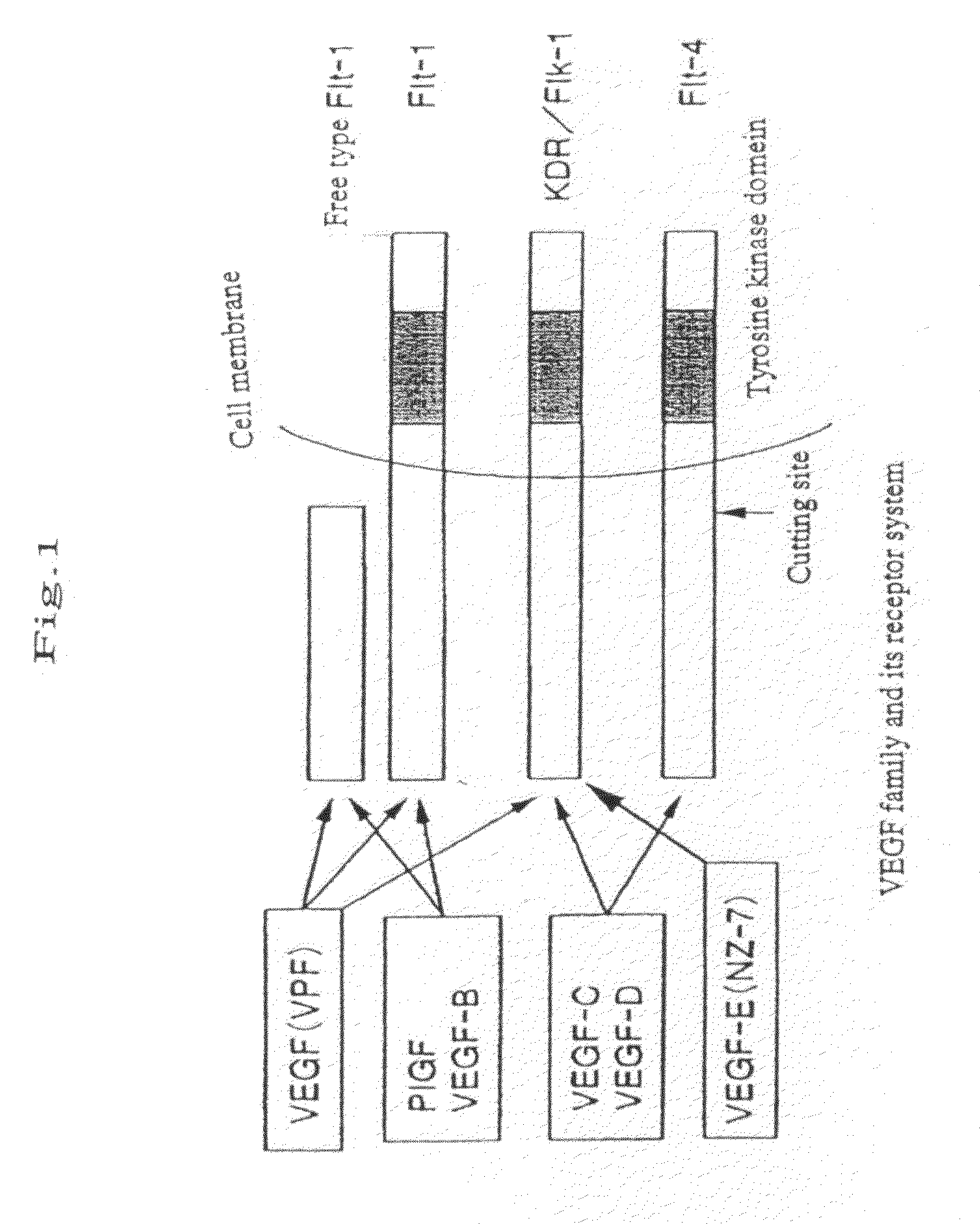 Chimera humanized vascular endothelial growth factor