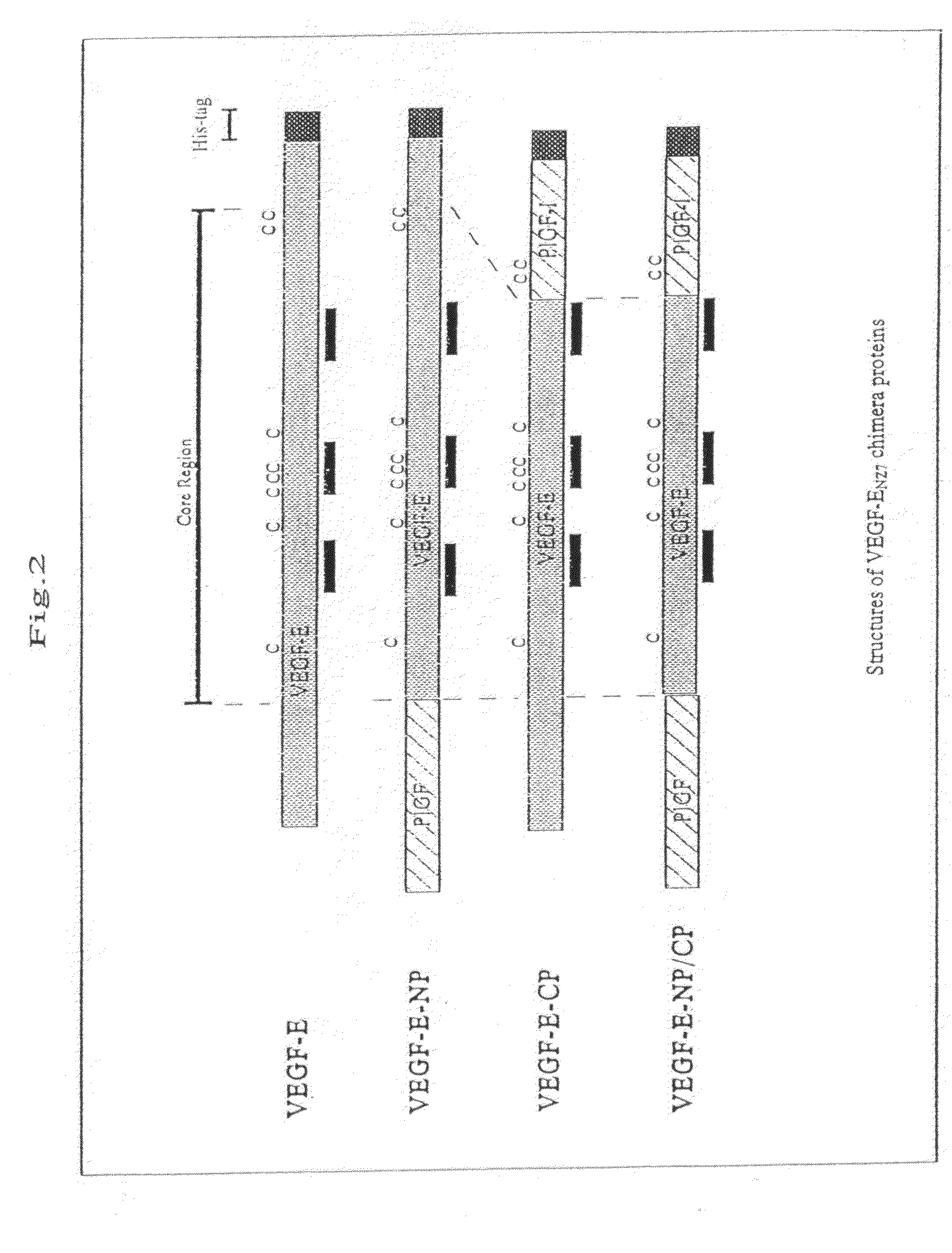 Chimera humanized vascular endothelial growth factor