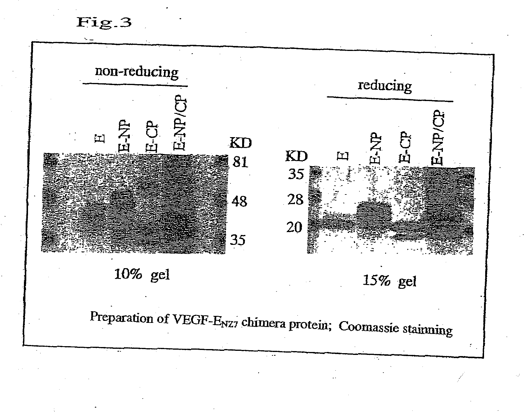 Chimera humanized vascular endothelial growth factor