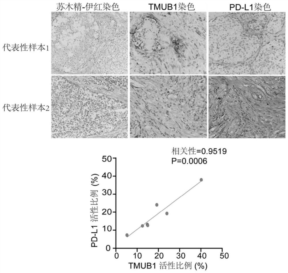 Application of a kind of tmub1 protein in preparation of molecular detection agent for tumor immunosuppression