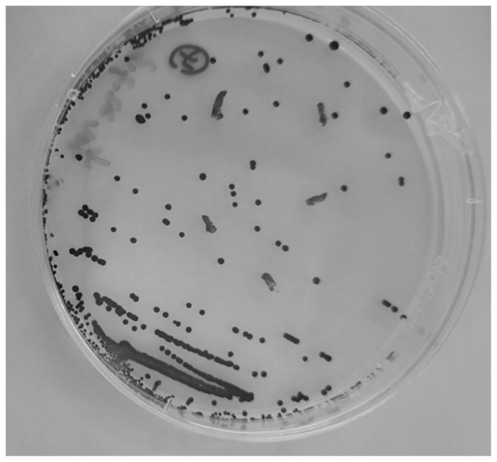 Green alga strain and application thereof in rare earth ammonia nitrogen wastewater treatment