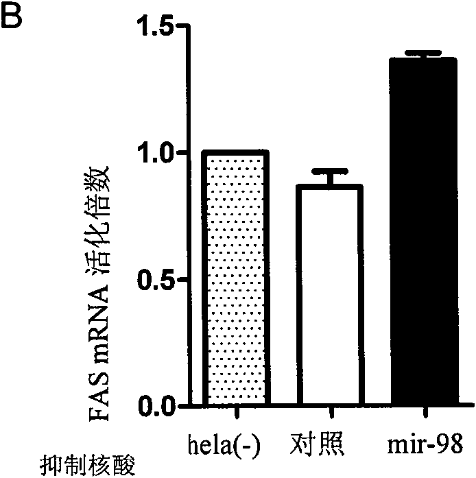 Application of let-7/miR-98 family in preparation of medicament for treating disease related to FAS (Fatty Acid Synthase) gene