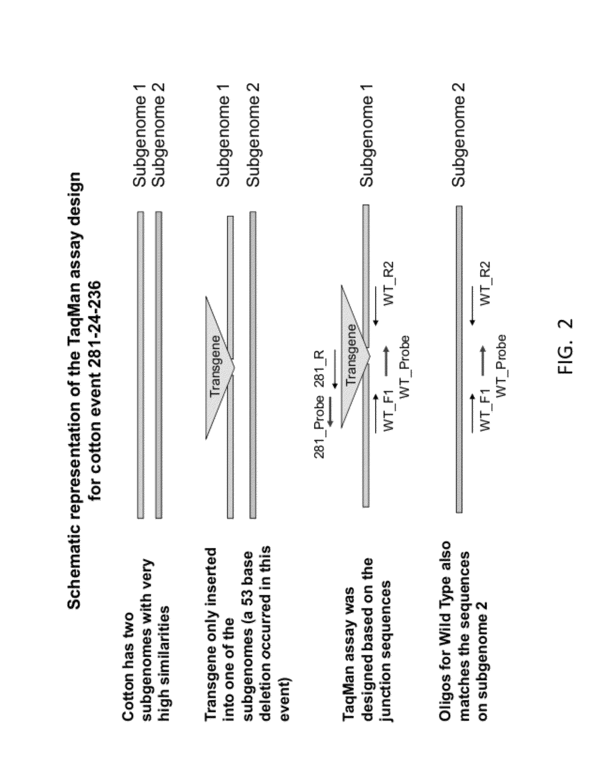 ENDPOINT TAQMAN METHODS FOR DETERMINING ZYGOSITY OF COTTON COMPRISING Cry1F EVENT 281-24-236