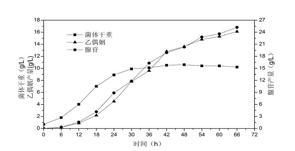 Application of Bacillus subtilis in high-yield adenosine and acetoin co-production
