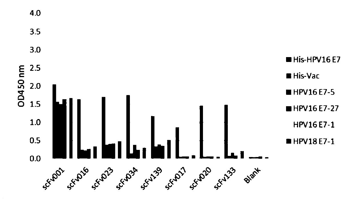 Monoclonal antibody for recognizing hpv16 positive tumor cells and application thereof