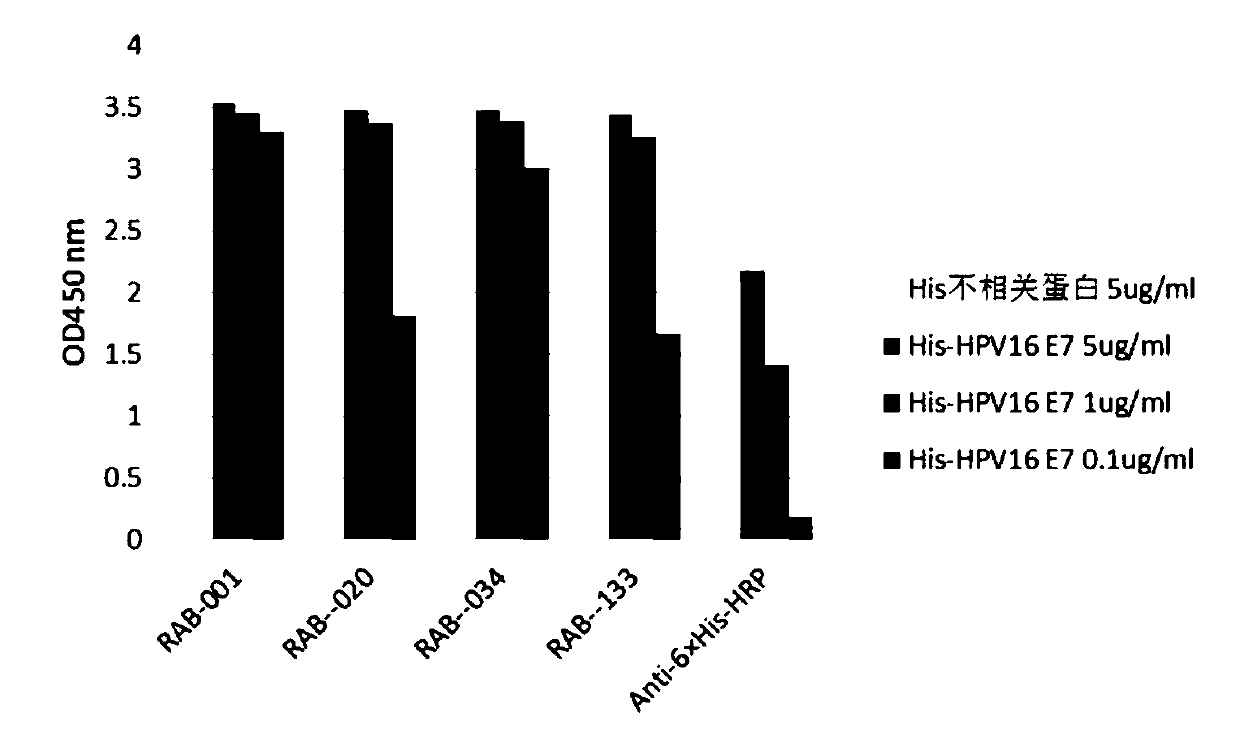 Monoclonal antibody for recognizing hpv16 positive tumor cells and application thereof