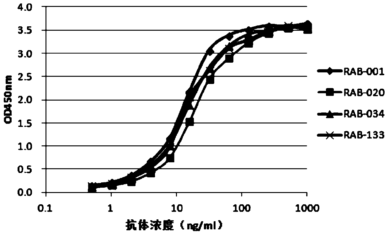 Monoclonal antibody for recognizing hpv16 positive tumor cells and application thereof