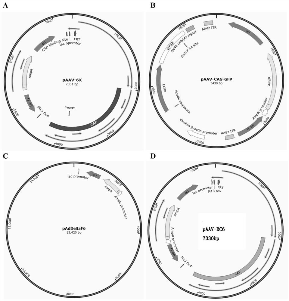 Recombinant mutant adeno-associated virus capable of efficiently infecting primary microglial cells and related biological material of recombinant mutant adeno-associated virus