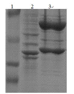 O-type foot-and-mouth disease recombined phage vaccine of pig and construction method thereof