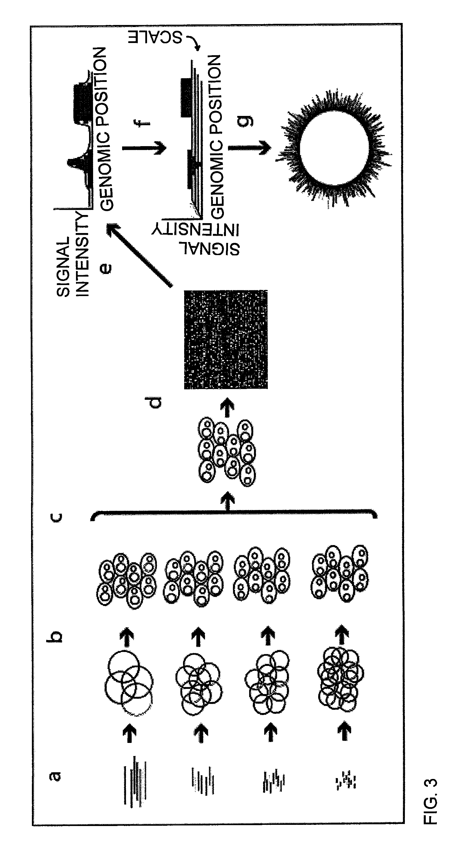 Compositions and methods for 3-hydroxypropionate bio-production from biomass