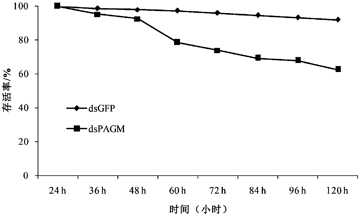 Sogatella furcifera phosphorus acetylglucosamine mutase gene fragment and application thereof