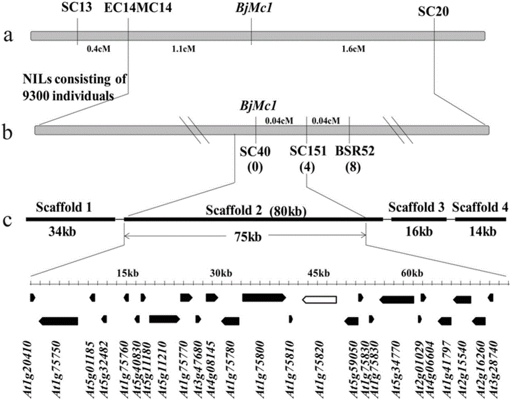Two-room gene BjMc1 and three-room gene Bjmc1 which are related to multicapsular traits of mustard-type rapes and application of two-room gene BjMc1 and three-room gene Bjmc1