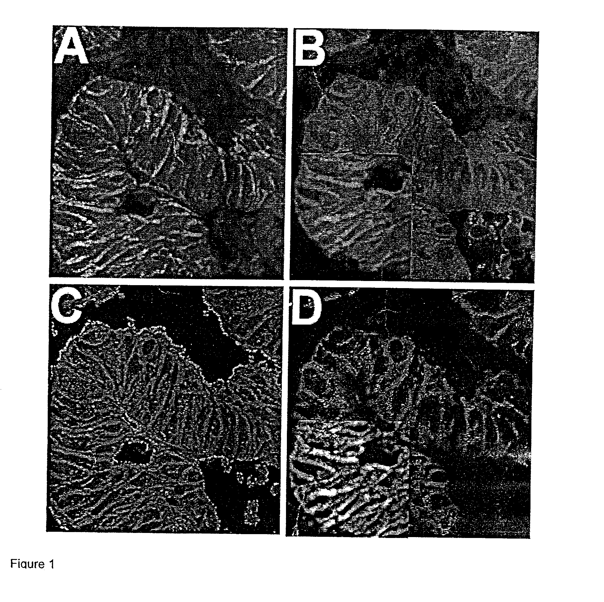 Systems and methods for automated analysis of cells and tissues