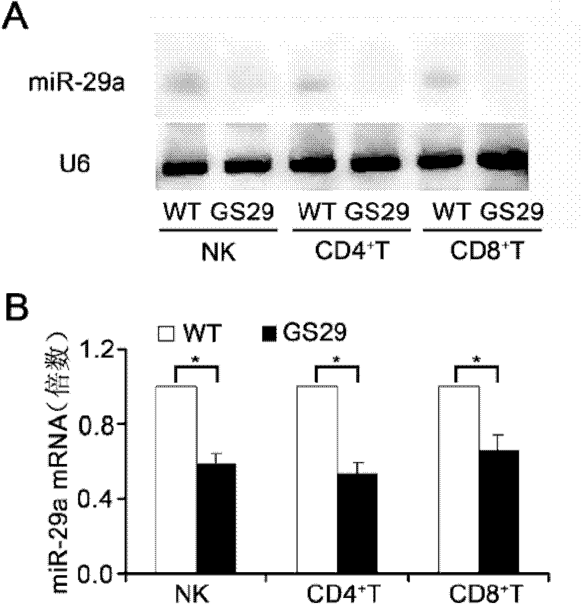 miR-29 absorption sequence, absorption carrier and uses thereof