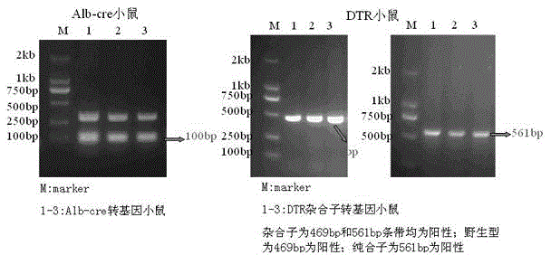 Construction method for inducible specific liver injury mouse model