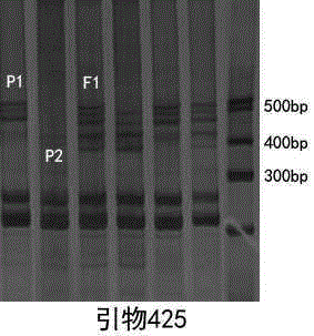 A kit for rapid identification of the purity of No. 19 oil sunflower variety