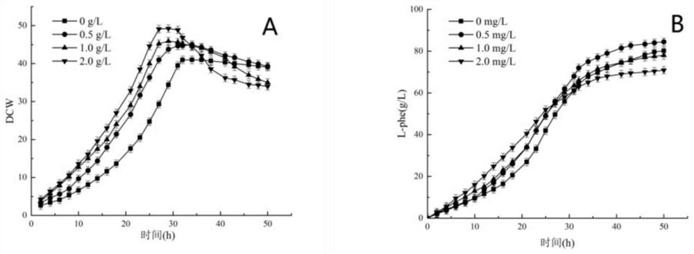 Production method of L-phenylalanine