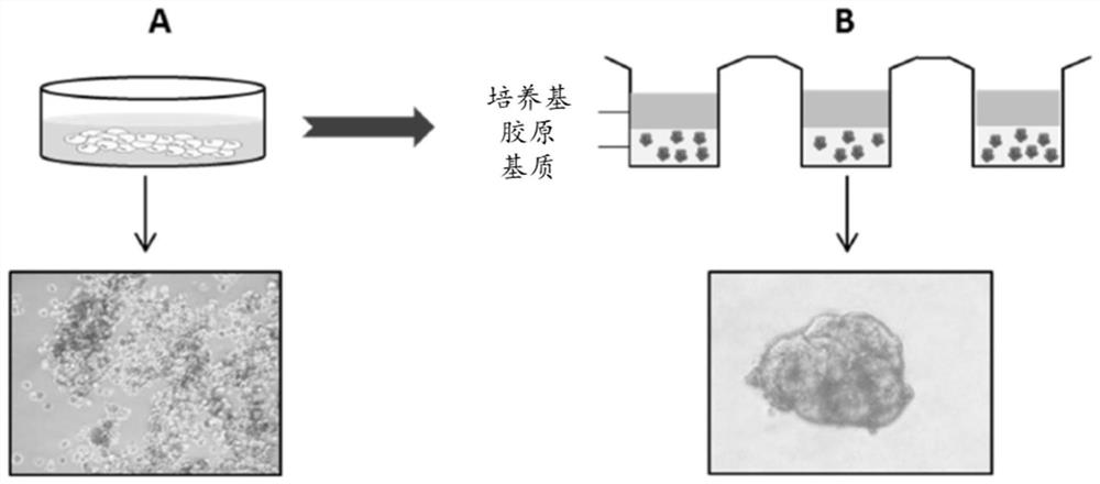 Method of culturing proliferative hepatocytes