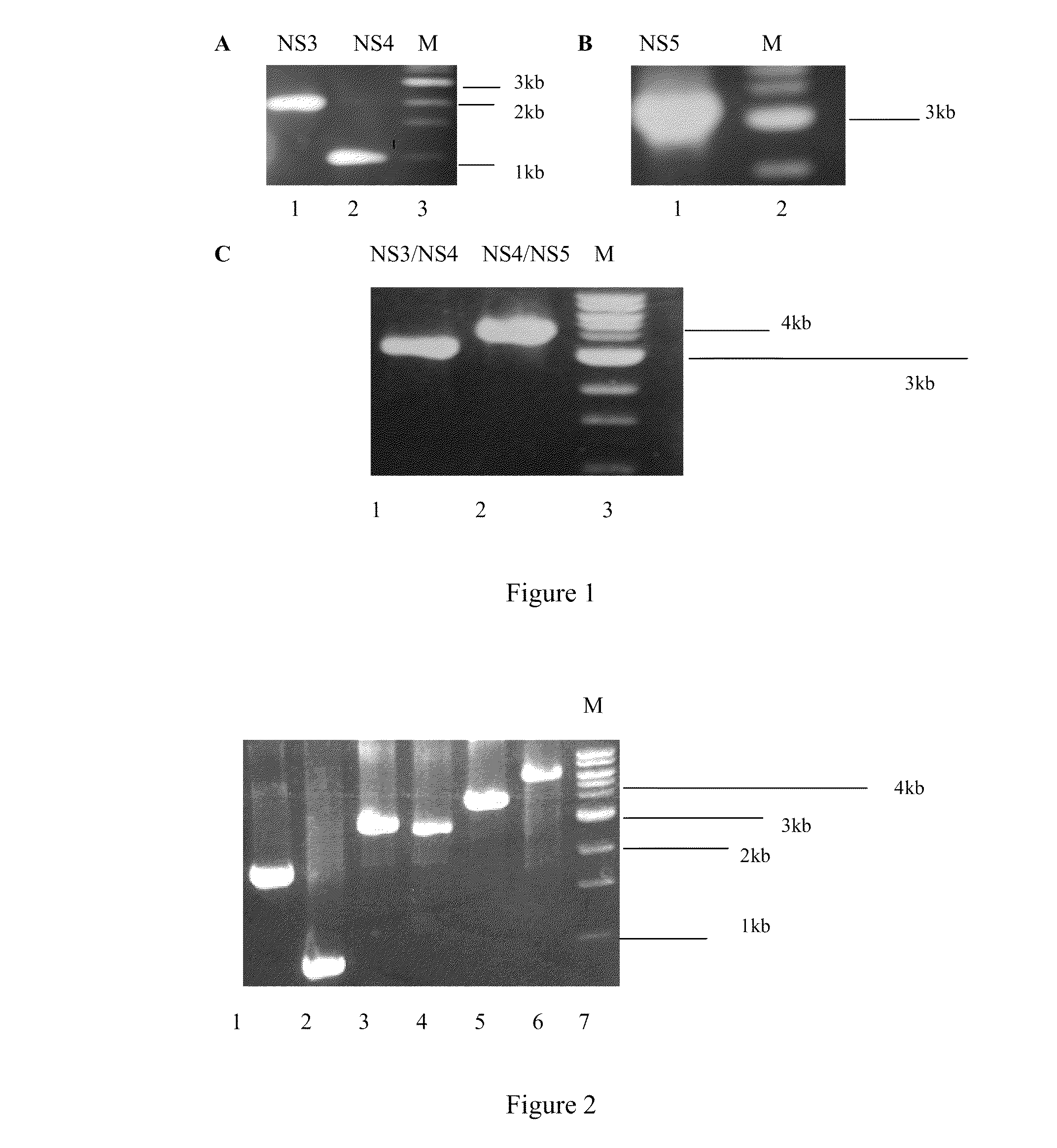 Anti-hcv vaccine and preparation methods and uses thereof