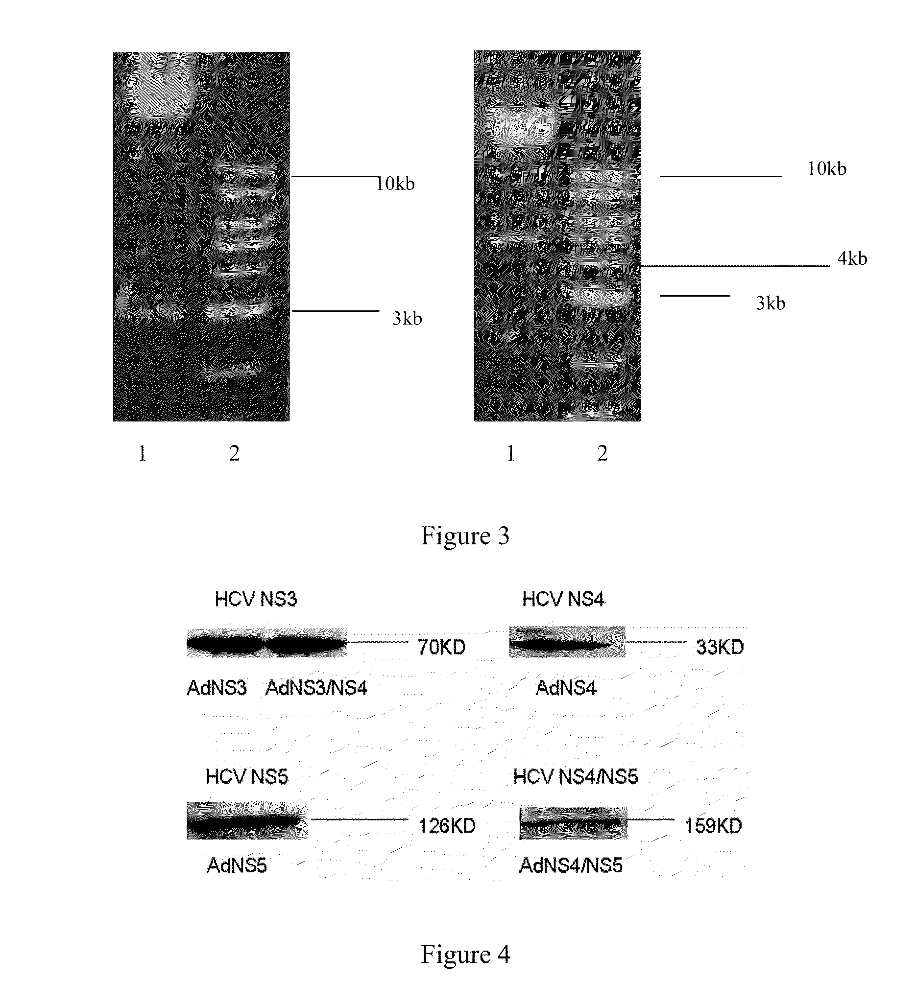 Anti-hcv vaccine and preparation methods and uses thereof