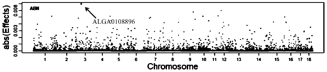 Molecular genetic marker related to rate of teratosperm of pigs and application