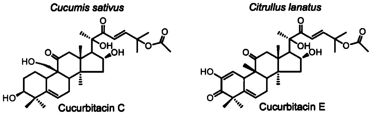 Transcription Factors Involved in Regulating the Synthesis of Watermelon Bitterin and Its Application