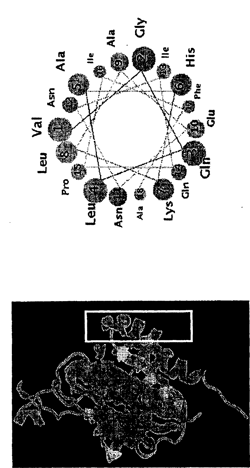 Integrin peptide, anti-cd 18 ssa antibody for treatment of endotoxin-mediated pro-inflammatory responses and the use