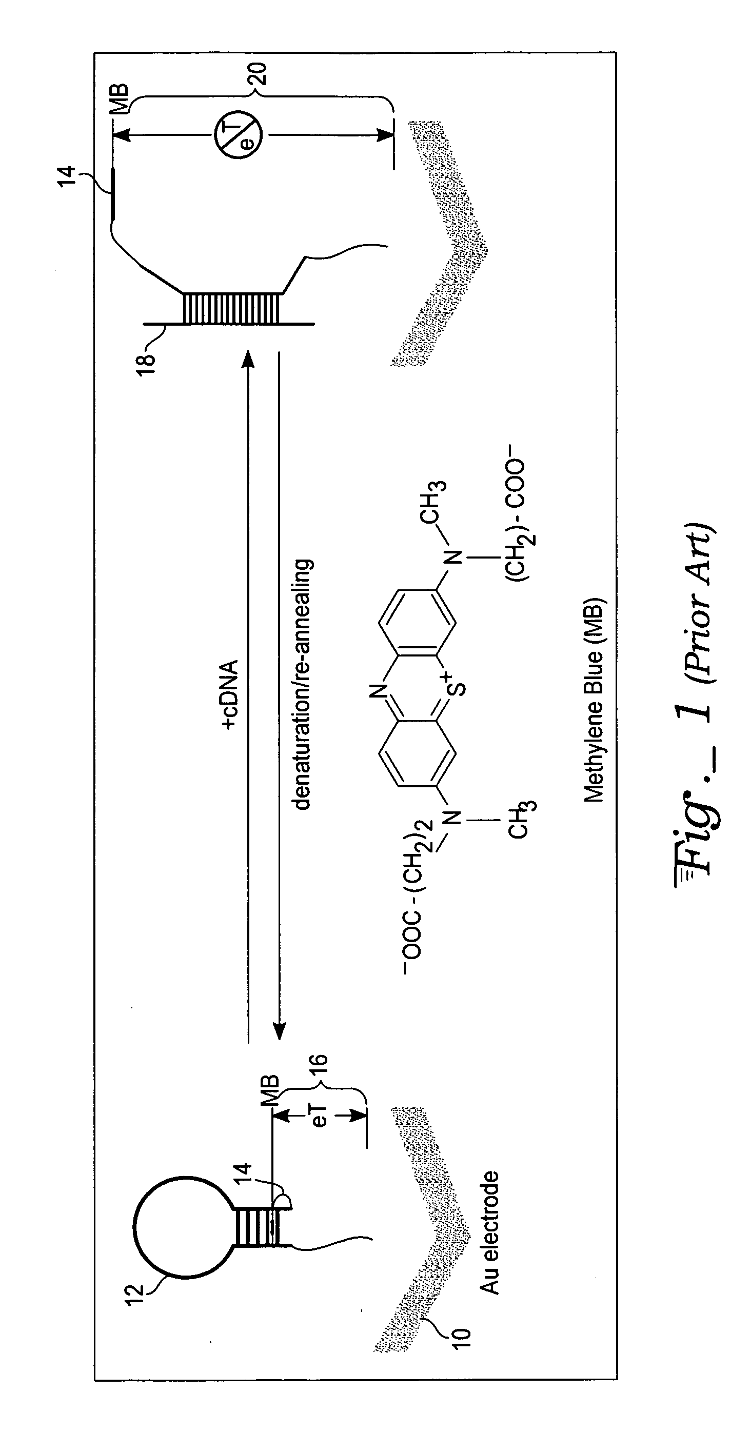 Method, apparatus, and system for authentication using labels containing nucleotide sequences