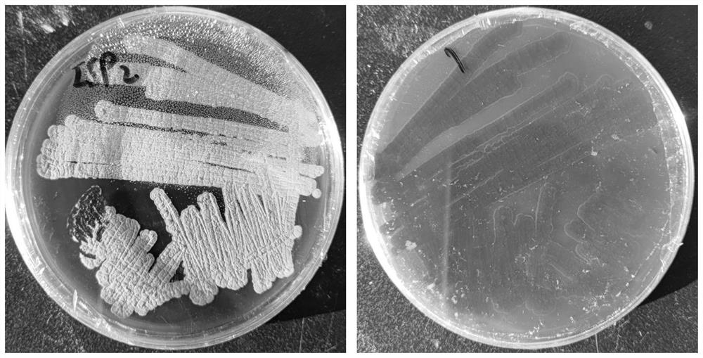 Cellulose degrading bacterium and application thereof