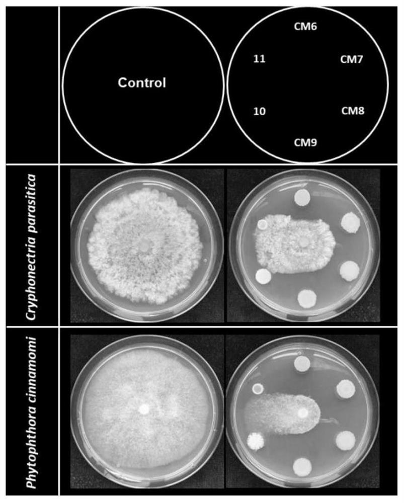 Pseudomonas chlororaphis subsp.aurantiaca CM-6 and application thereof