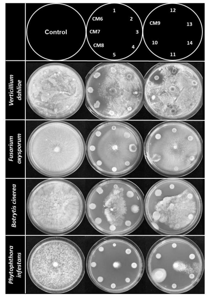 Pseudomonas chlororaphis subsp.aurantiaca CM-6 and application thereof