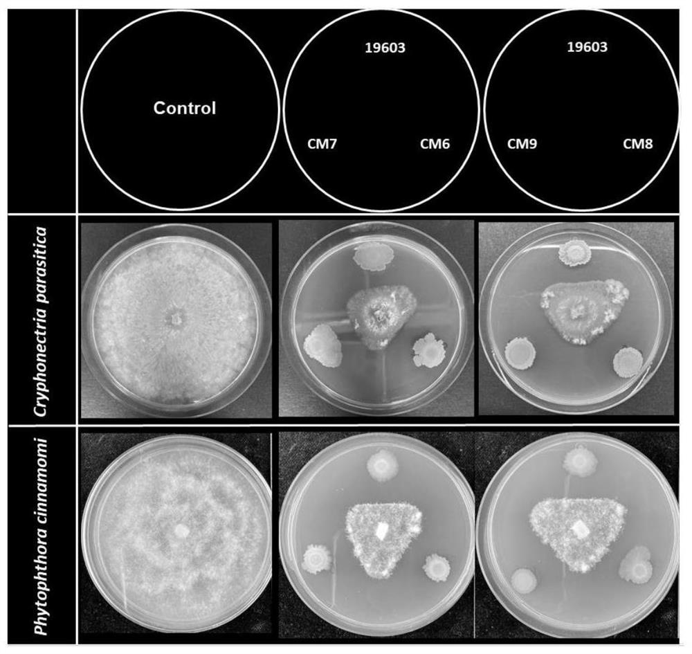 Pseudomonas chlororaphis subsp.aurantiaca CM-6 and application thereof