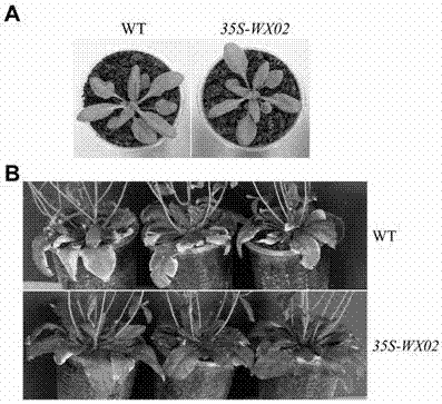 A Fusion Gene Moderately Delaying Plant Senescence and Improving Stress Resistance and Its Application