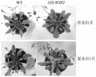 A Fusion Gene Moderately Delaying Plant Senescence and Improving Stress Resistance and Its Application