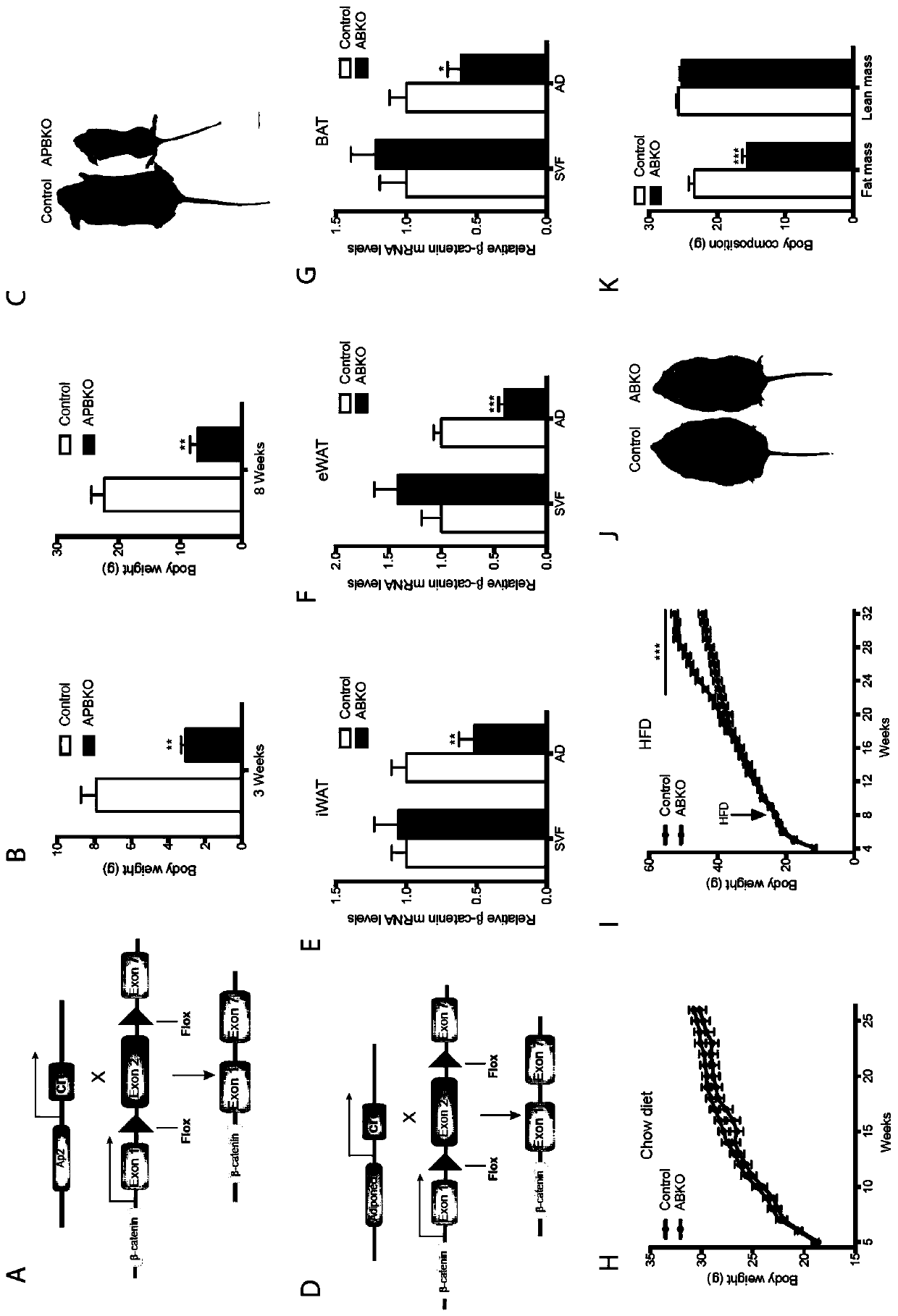 Method for constructing mice with specific beta-catenin knockout mature fat cells