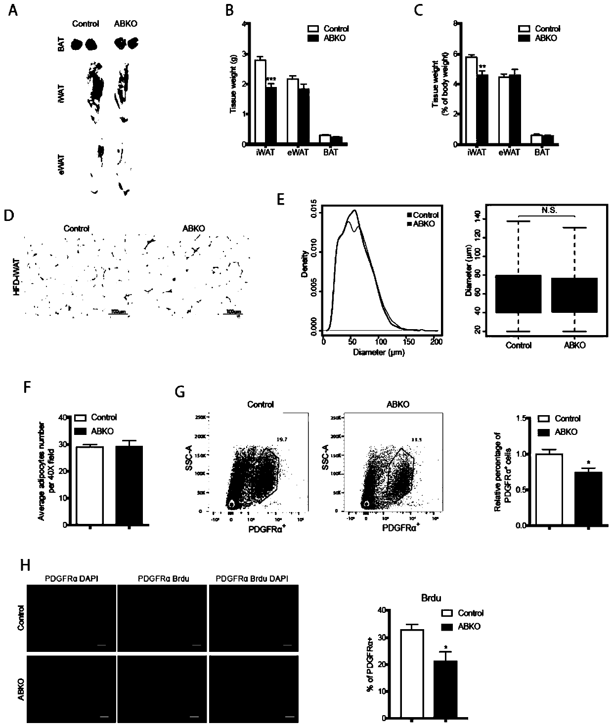 Method for constructing mice with specific beta-catenin knockout mature fat cells