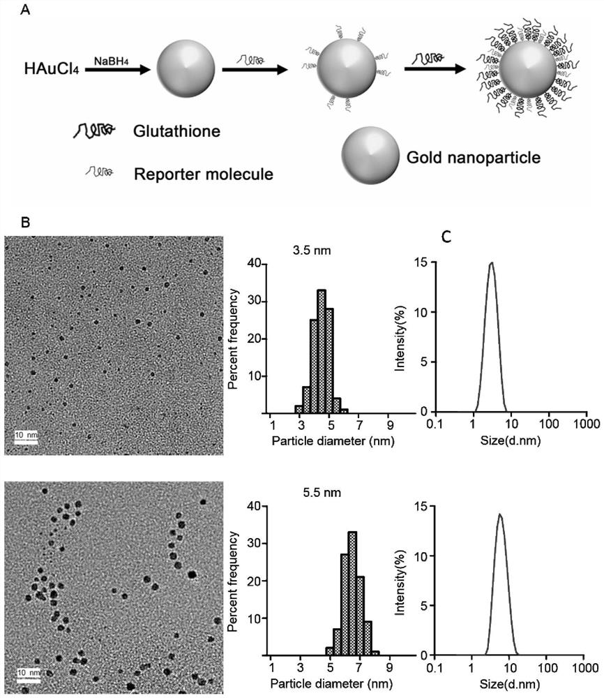 Application of nano-gold probe in preparation of early diagnosis reagent for kidney injury