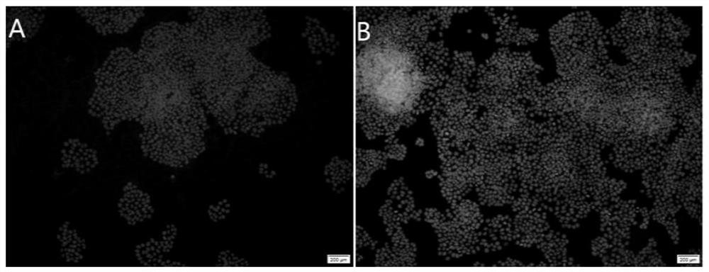 Bio-based bisphenol monomer containing fluorene ring structure, bio-based epoxy resin monomer, bio-based epoxy resin material and preparation methods thereof