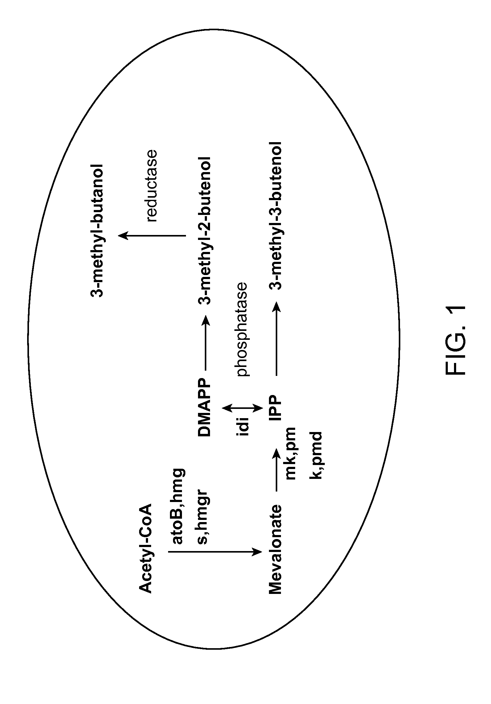 Methods for increasing production of 3-methyl-2-butenol using fusion proteins
