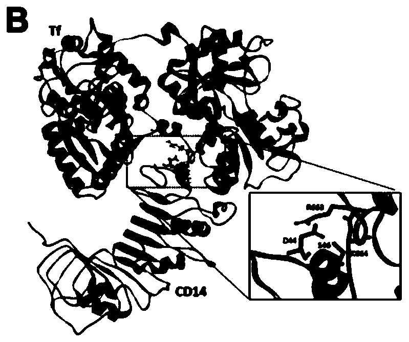 Application of transferrin in preparing immunosuppressant medicines