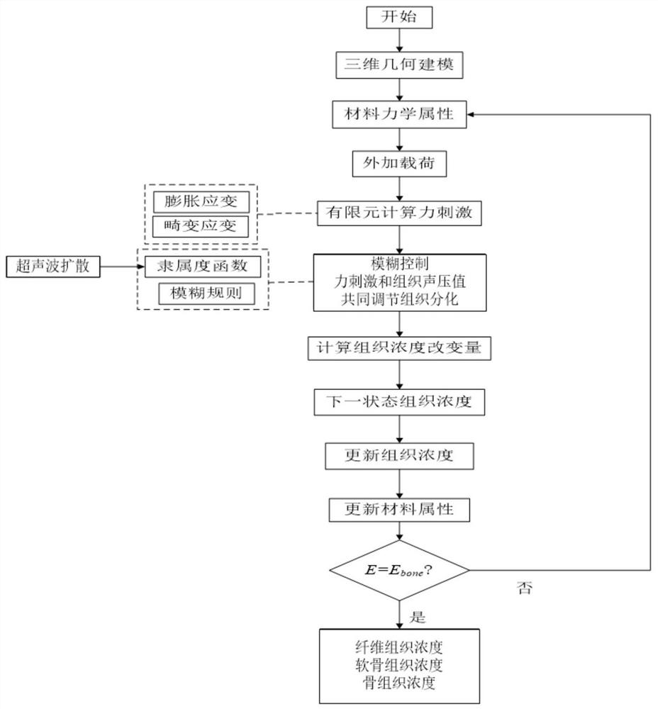 Fracture healing simulation method based on ultrasonic effect and mechanical environment