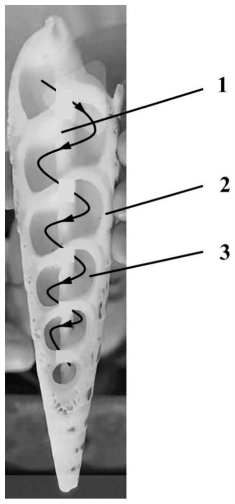 Bamboo shoot spiral imitating bidirectional low-frequency sound absorption metamaterial and additive manufacturing method thereof
